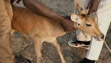 Fear grips Unity State as floods flush out wild animals